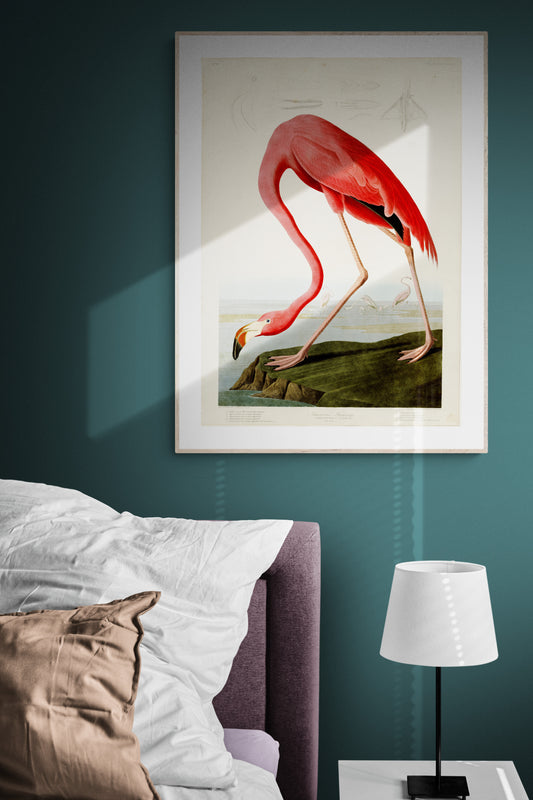 A Pink Flamingo from the general history of birds Poster