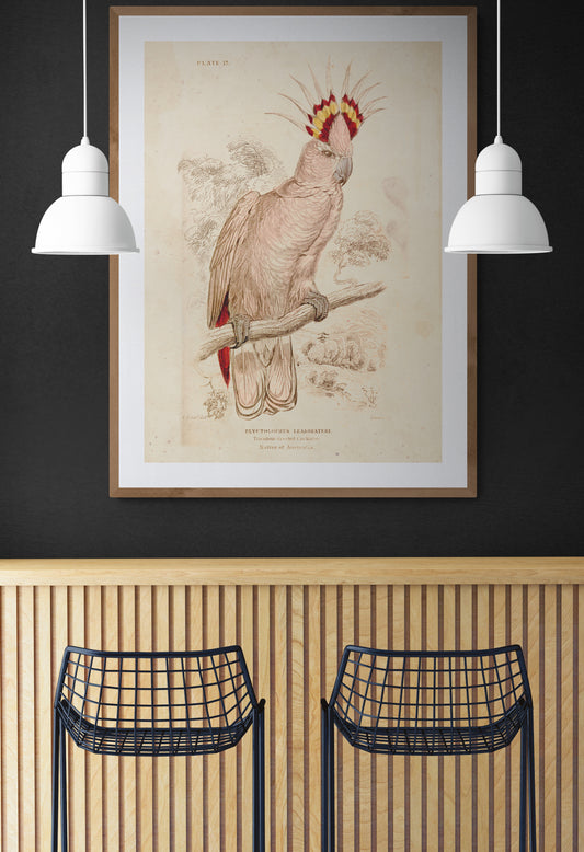 Tricoloured Crested Cockatoo Poster