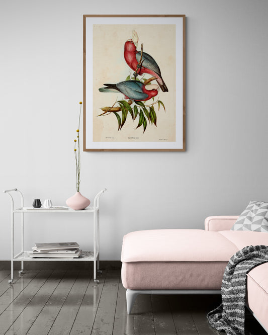 Rose Brested Cockatoo Poster (reproduction ilustrated by Elizabeth Gould)