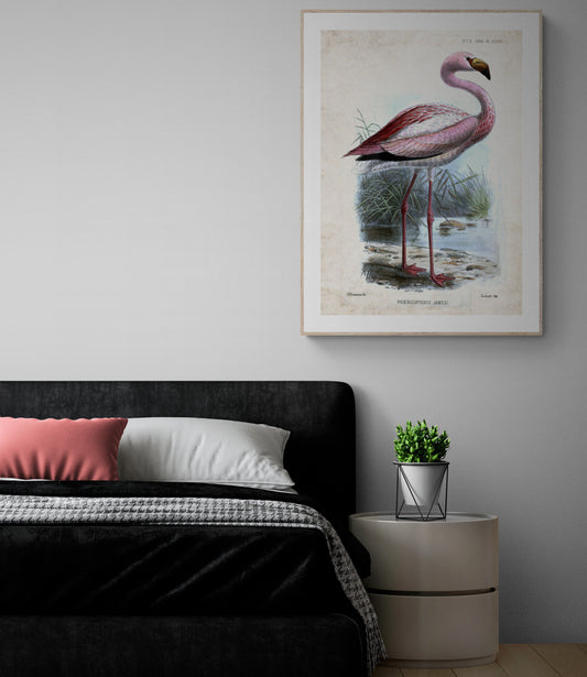 Pink Flamingo (Phoeniconaias Jamesi) Poster