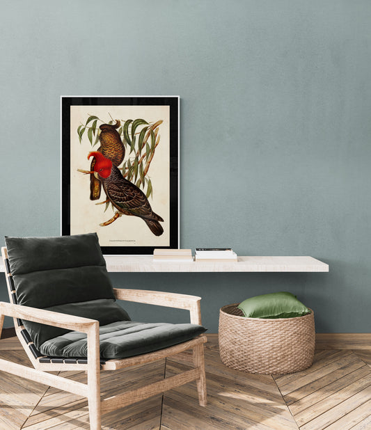 Gang Gang Cockatoos Poster