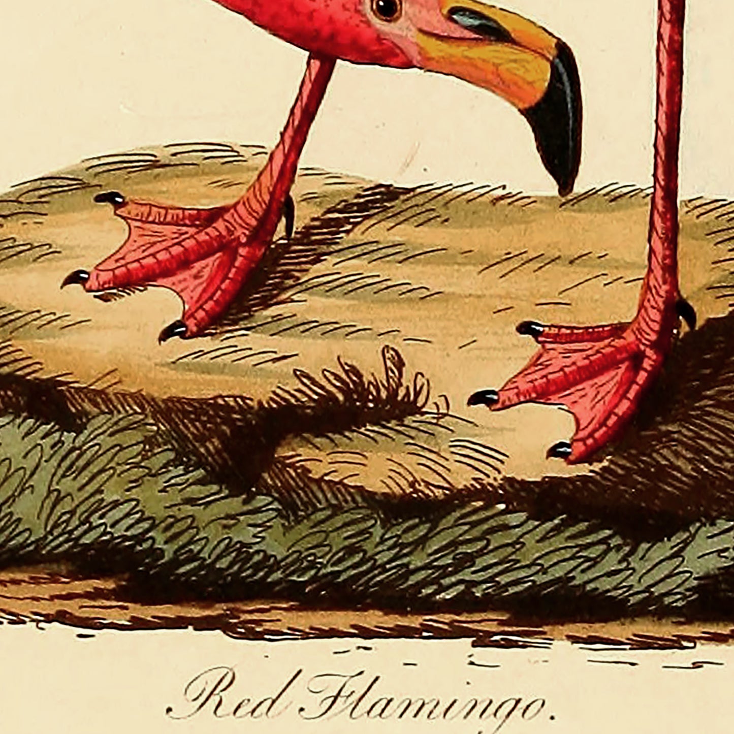 American Flamingo (Phoenicopterus roseus) Poster