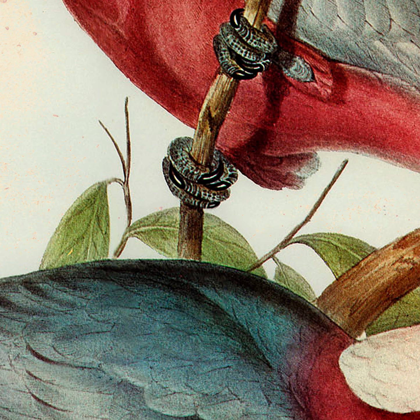 Rose Brested Cockatoo Poster (reproduction ilustrated by Elizabeth Gould)