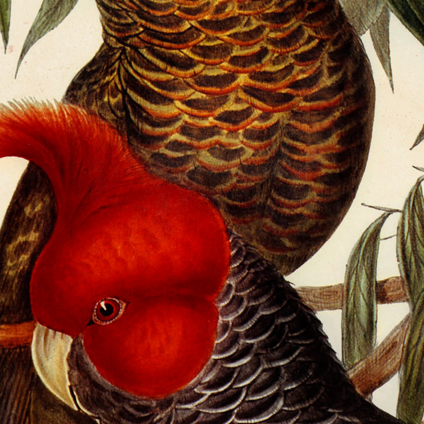 Gang Gang Cockatoos Poster