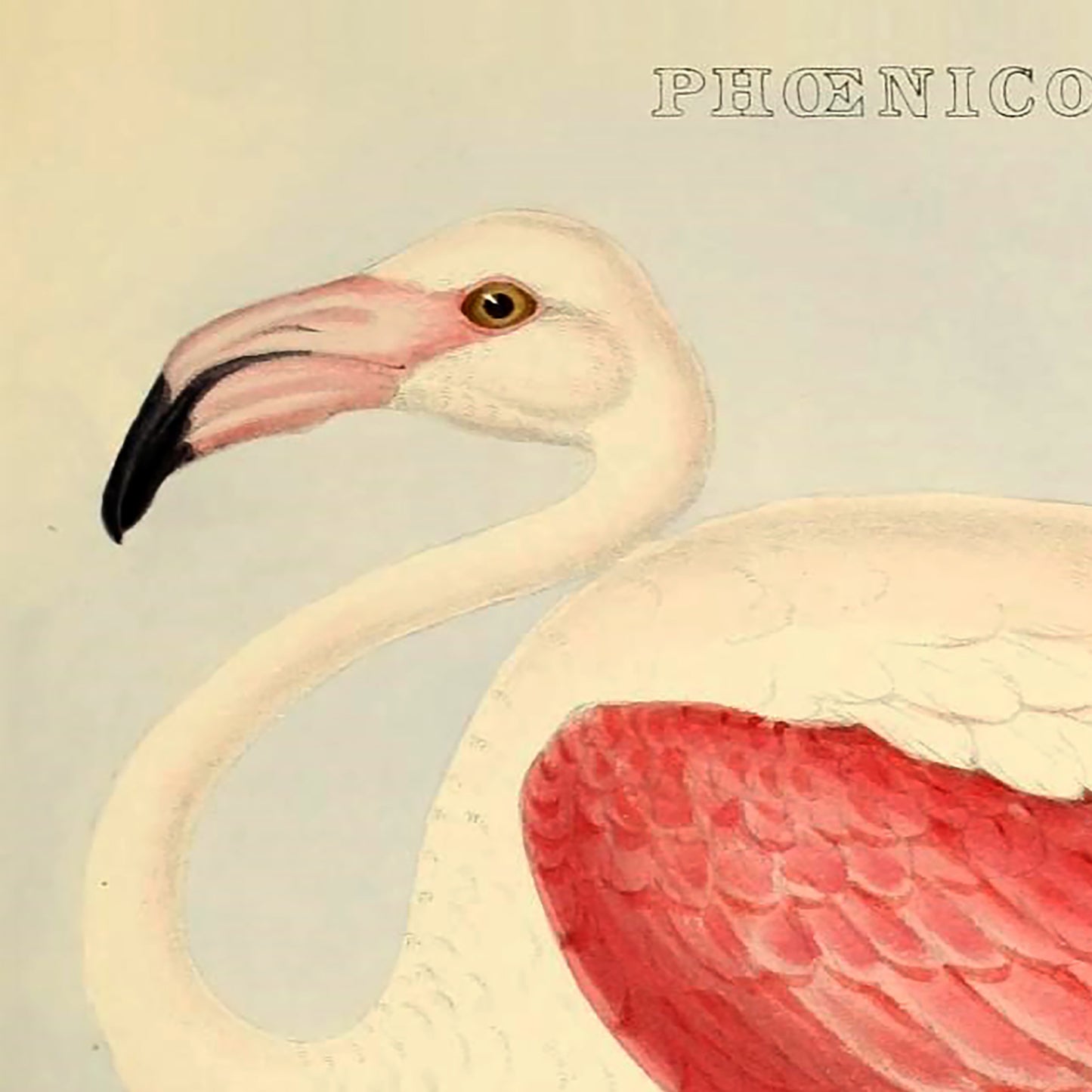 Affiche d'un flamant du Chili (Phoenicopterus) de 1849