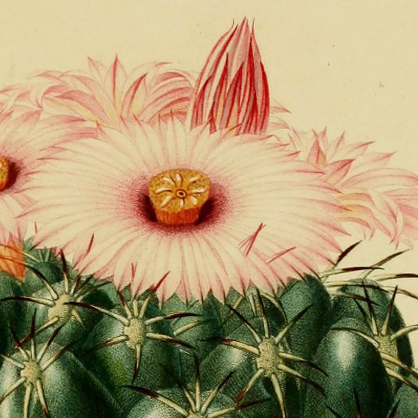 A Pink flowering Cactus (Mammillaria Elephantideus) Poster