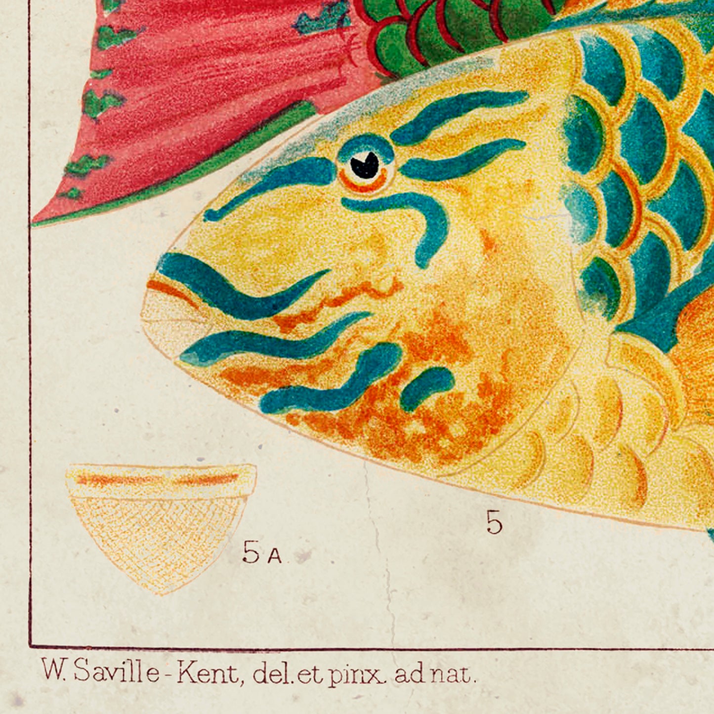 A Great Barrier Reef Fishes Poster