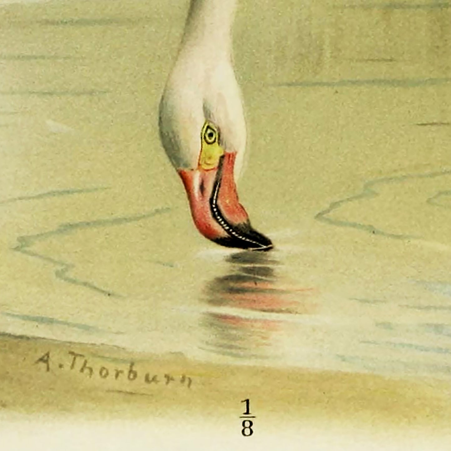 Affiche sur le repas du flamant rose