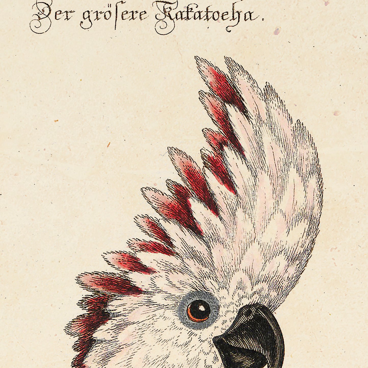 The Big Cockatoo Poster