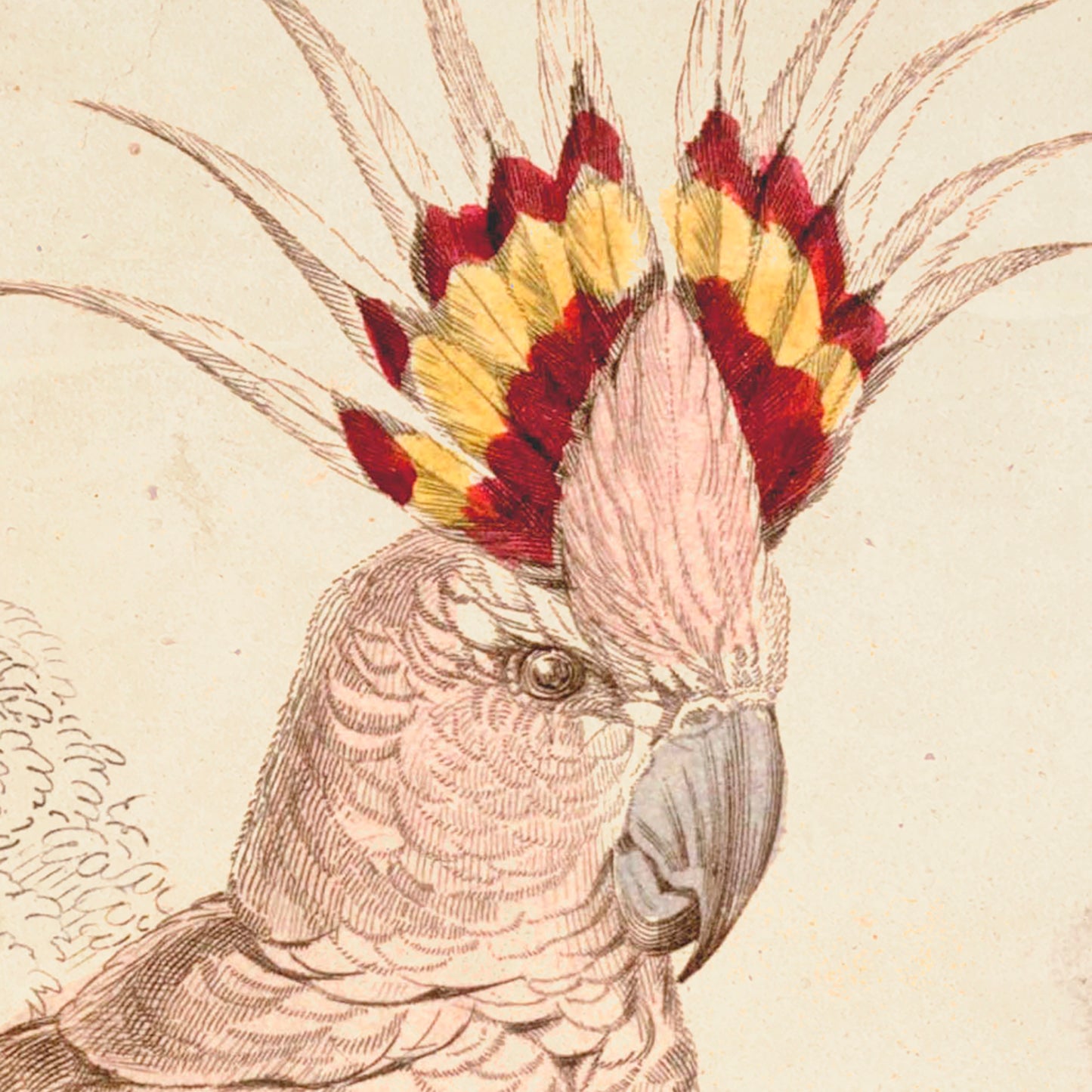 Tricoloured Crested Cockatoo Poster