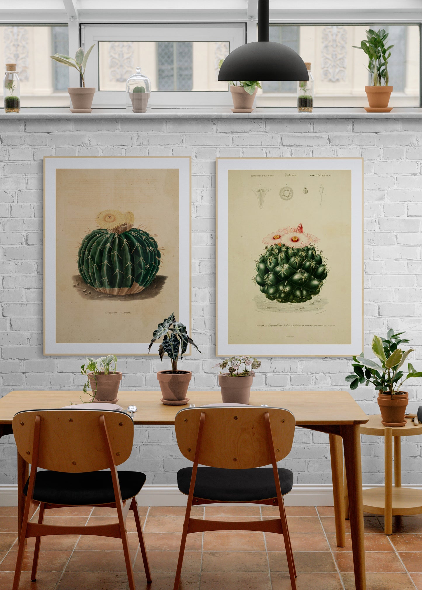 A Yellow flowering Cactus (Echinocactus Sellowianus) Poster