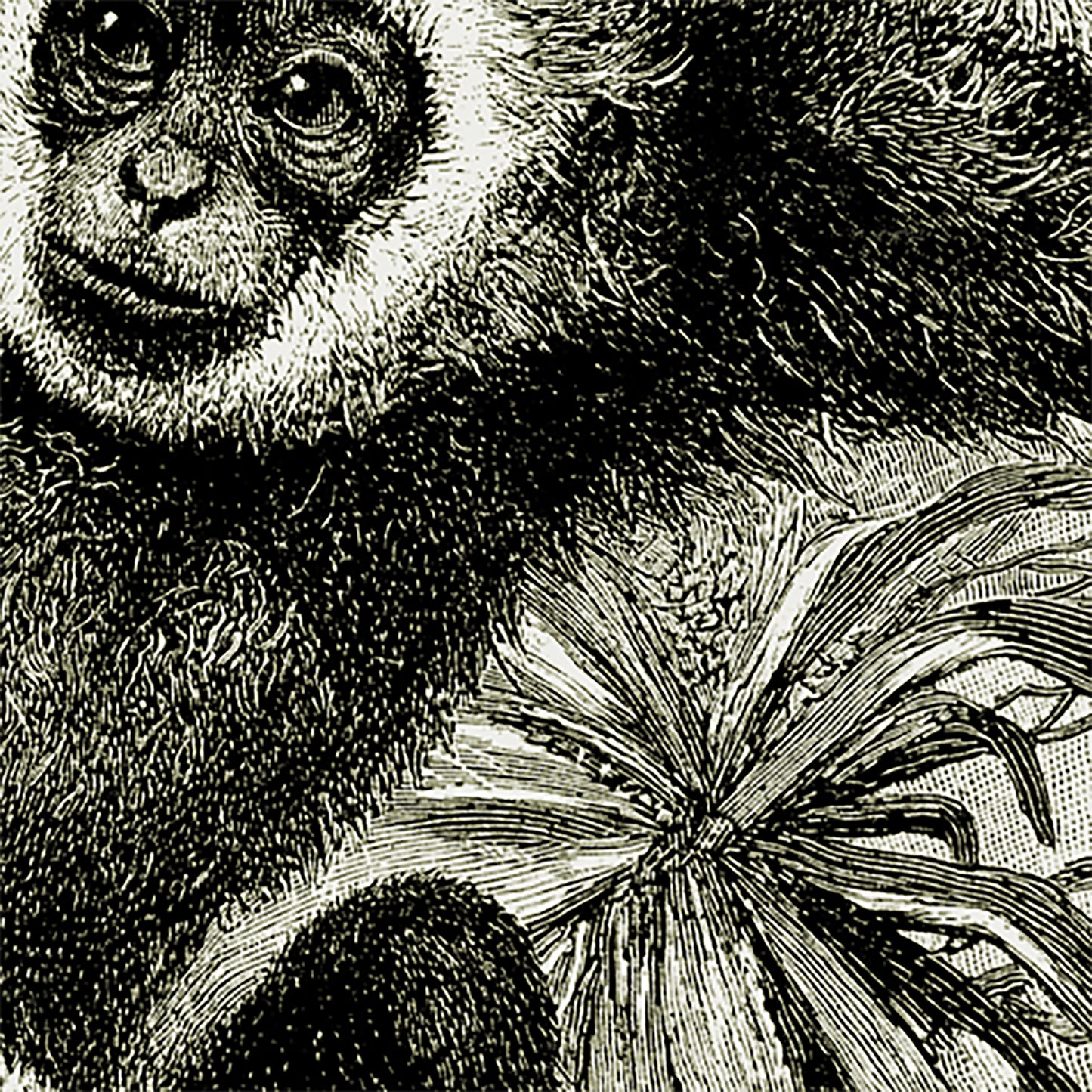 Gibbon (Hylobates Lar) Tenture murale de la jungle