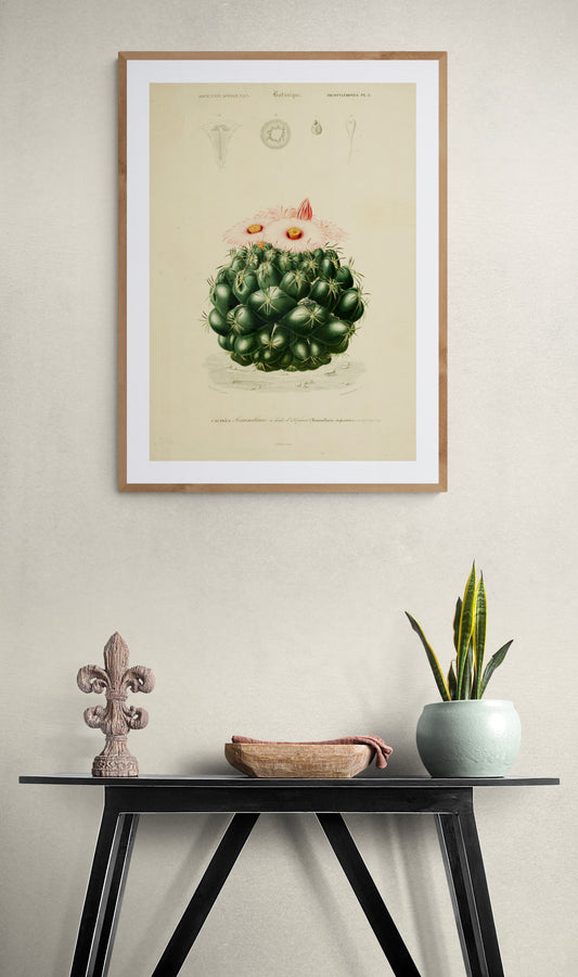 A Pink flowering Cactus (Mammillaria Elephantideus) Poster