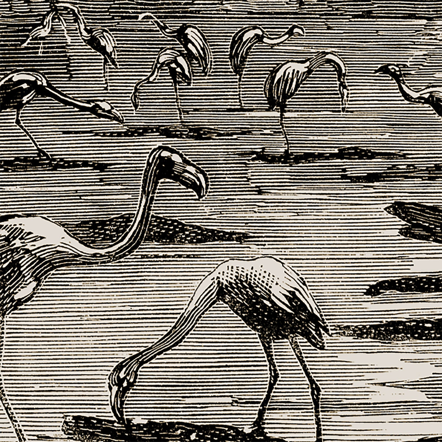 Tenture murale vintage flamants roses tropicaux