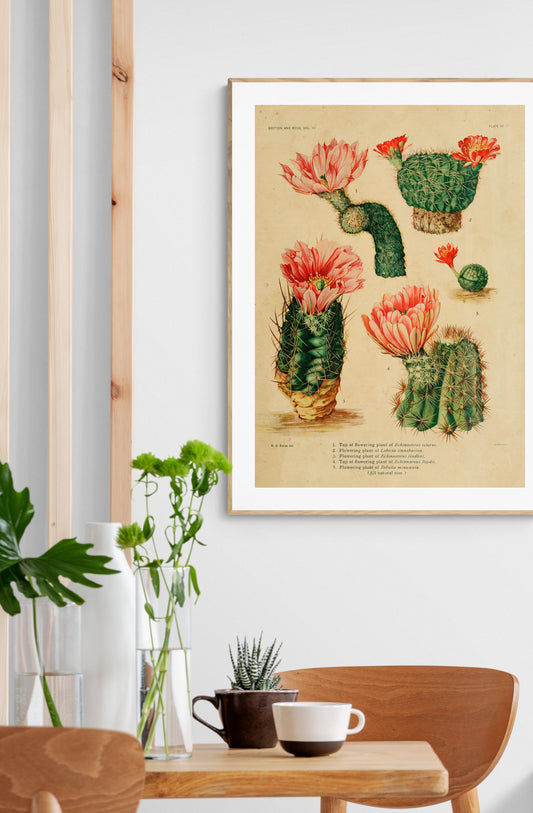 Pink flowering Cactaceae Botanical Poster