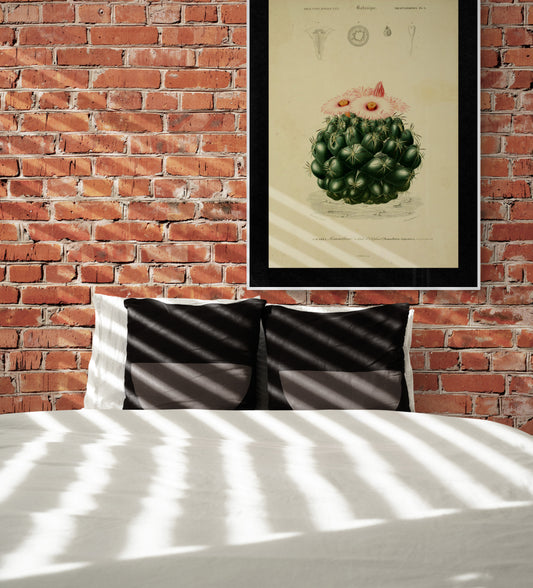 A Pink flowering Cactus (Mammillaria Elephantideus) Poster