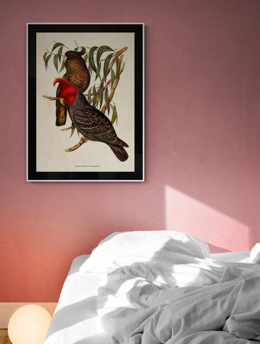 Gang Gang Cockatoos Poster