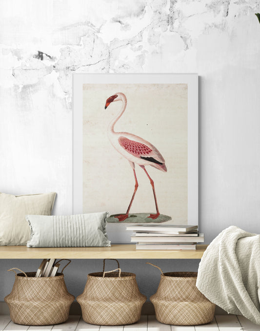 Phoeniconaias minor, Pink Flamenco Poster