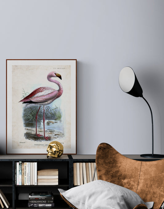 Pink Flamingo (Phoeniconaias Jamesi) Poster