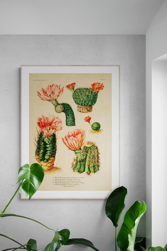 Pink flowering Cactaceae Botanical Poster