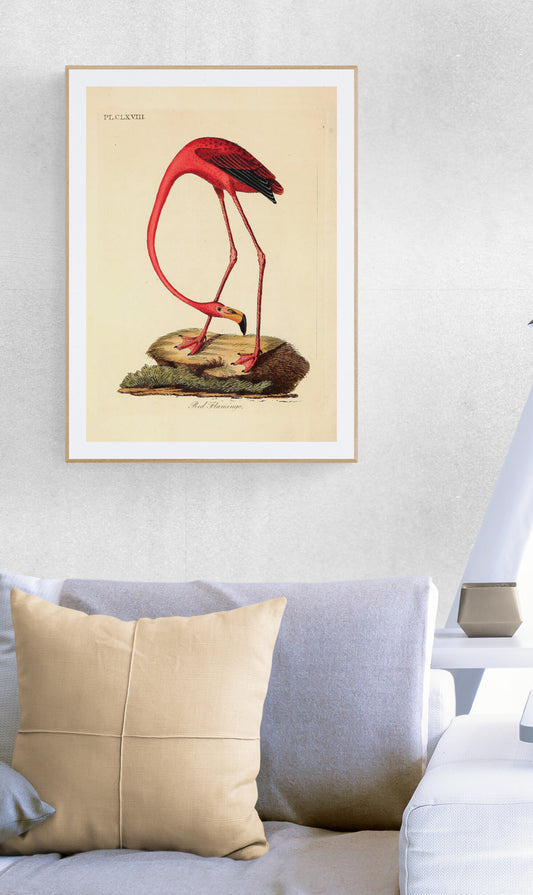 American Flamingo (Phoenicopterus roseus) Poster