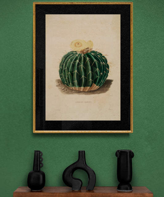 A Yellow flowering Cactus (Echinocactus Sellowianus) Poster