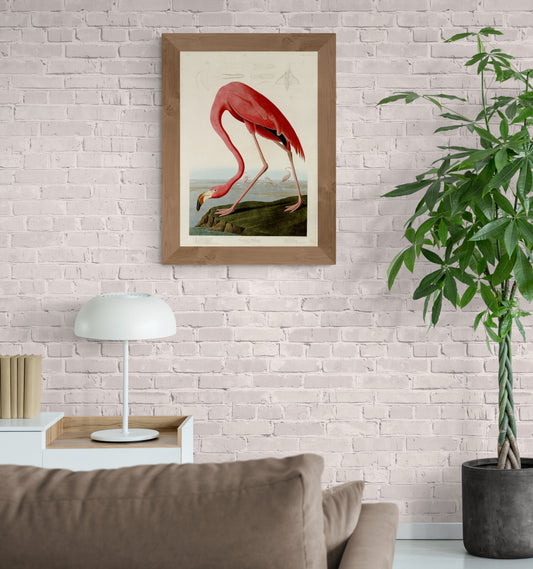 A Pink Flamingo from the general history of birds Poster