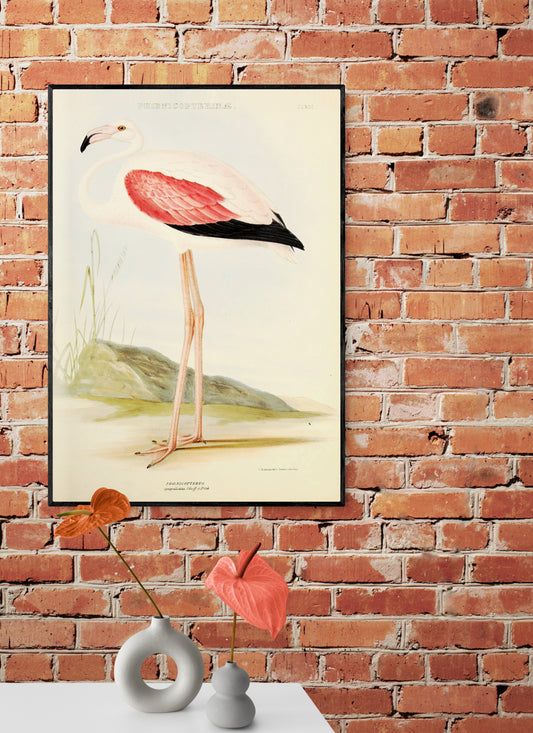 A Chilean Flamingo (Phoenicopterus) from 1849 Poster