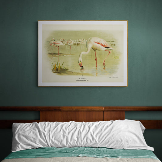 The Greater Pink Flamingo feeding Poster
