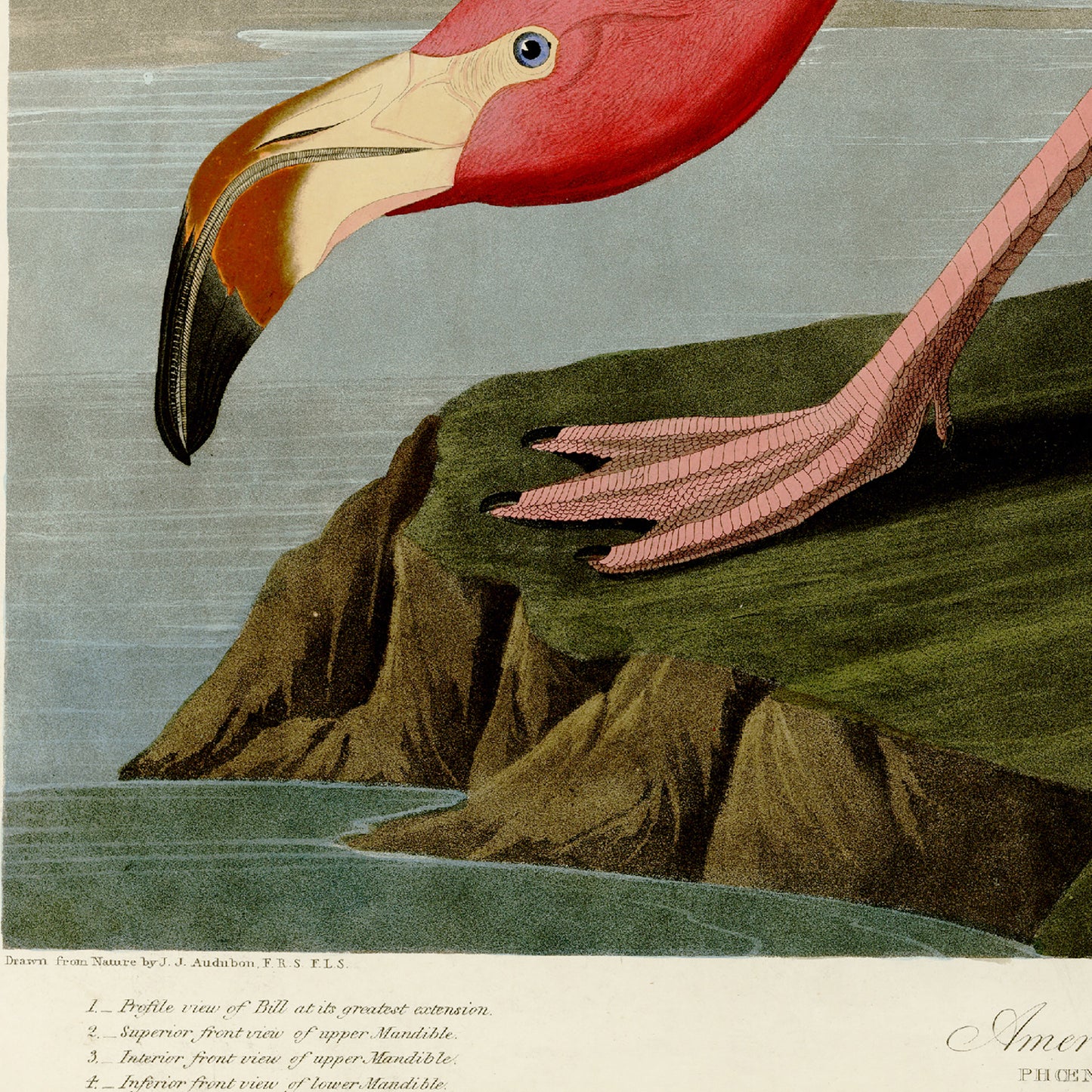 A Pink Flamingo from the general history of birds Poster