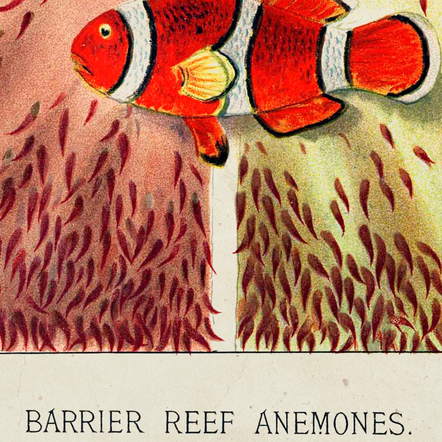A Great Barrier Reef Anemones Poster