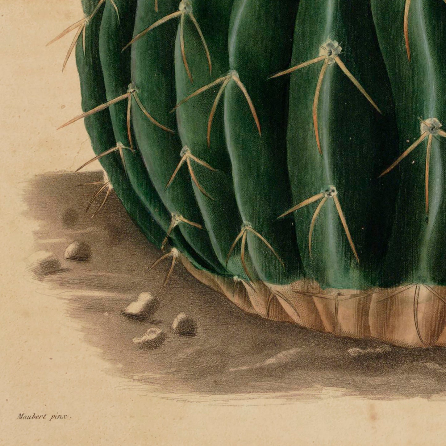 A Yellow flowering Cactus (Echinocactus Sellowianus) Poster