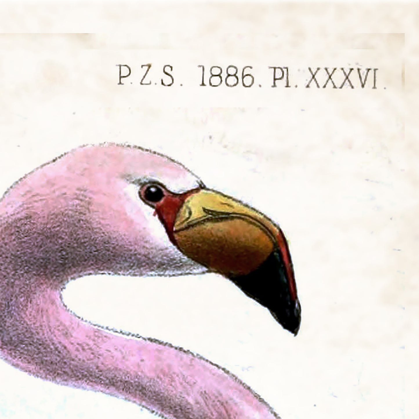 Pink Flamingo (Phoeniconaias Jamesi) Poster