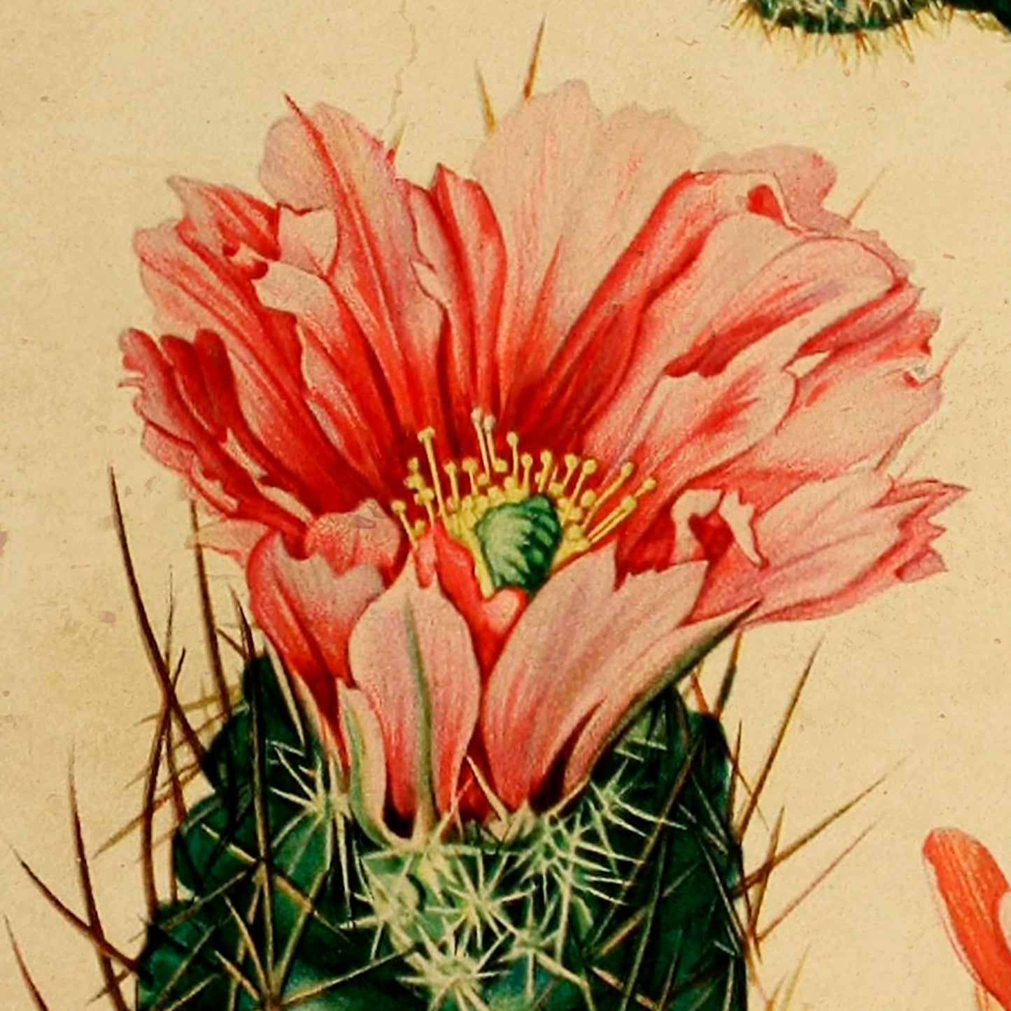 Pink flowering Cactaceae Botanical Poster