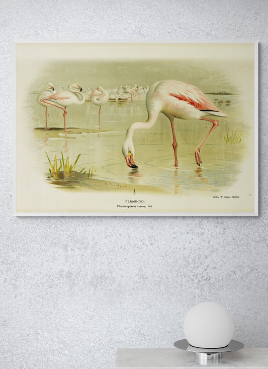 The Greater Pink Flamingo feeding Poster