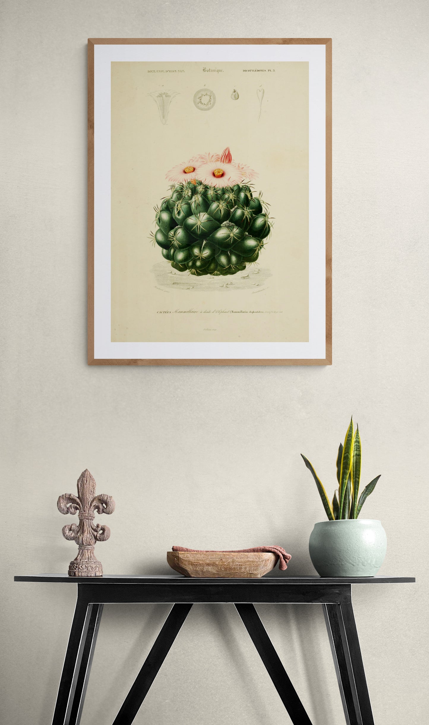 A Pink flowering Cactus (Mammillaria Elephantideus) Poster
