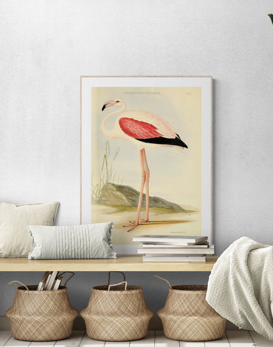 A Chilean Flamingo (Phoenicopterus) from 1849 Poster