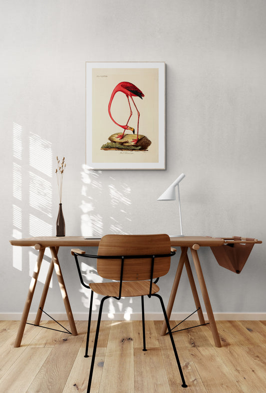American Flamingo (Phoenicopterus roseus) Poster