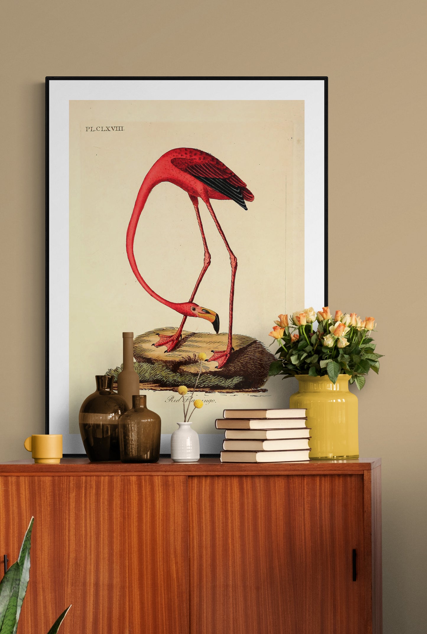 American Flamingo (Phoenicopterus roseus) Poster